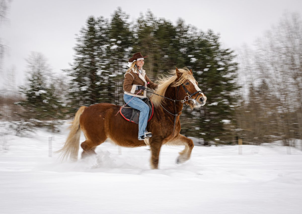 Zirgs ziemas fotosesijā